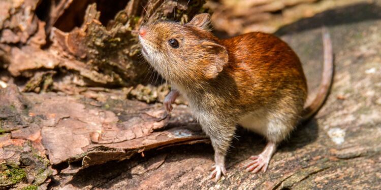 Hantavirus provoca la primera muerte del 2025 en el Maule: un arriero falleció tras infectarse en Teno.