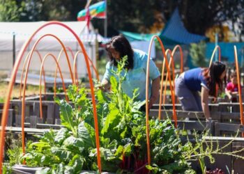 Huerto comunitario de la Villa «Rinconada de Nos» recibe respaldo de la municipalidad.