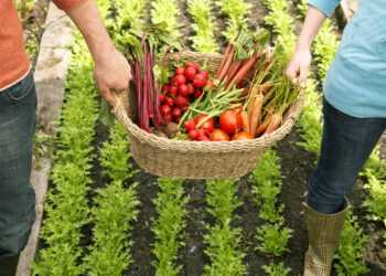 Familias del campo aprenden a cultivar y manejar sus propios alimentos.