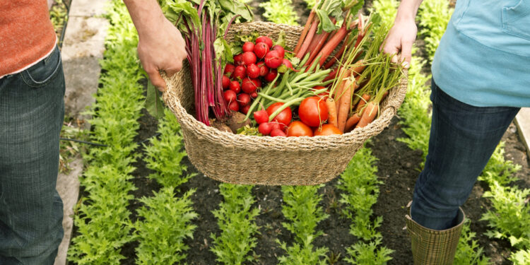 Familias del campo aprenden a cultivar y manejar sus propios alimentos.
