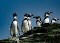 Pingüino de Humboldt: el cambio climático y la acción del hombre amenazan su supervivencia.