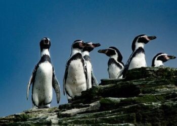 Pingüino de Humboldt: el cambio climático y la acción del hombre amenazan su supervivencia.