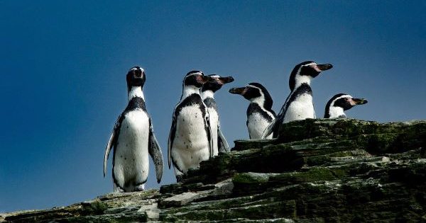 Pingüino de Humboldt: el cambio climático y la acción del hombre amenazan su supervivencia.