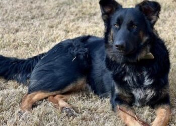 Estudio muestra que la mitad de los chilenos apoya que los animales sean reconocidos como seres sintientes.