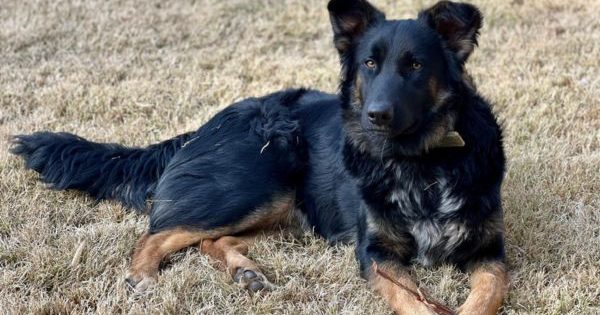 Estudio muestra que la mitad de los chilenos apoya que los animales sean reconocidos como seres sintientes.