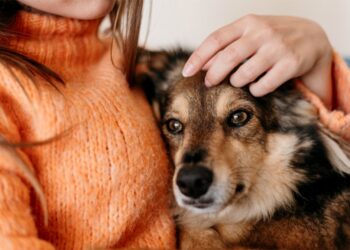 Cámara da luz verde a permiso laboral por fallecimiento de mascota y el proyecto avanza al Senado.