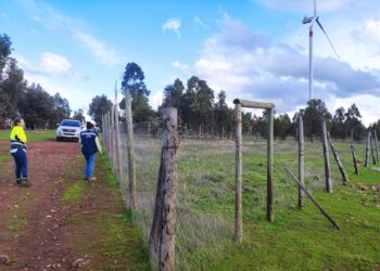Cargos contra Parque Eólico La Estrella en O’Higgins por perjudicar a cóndores andinos.