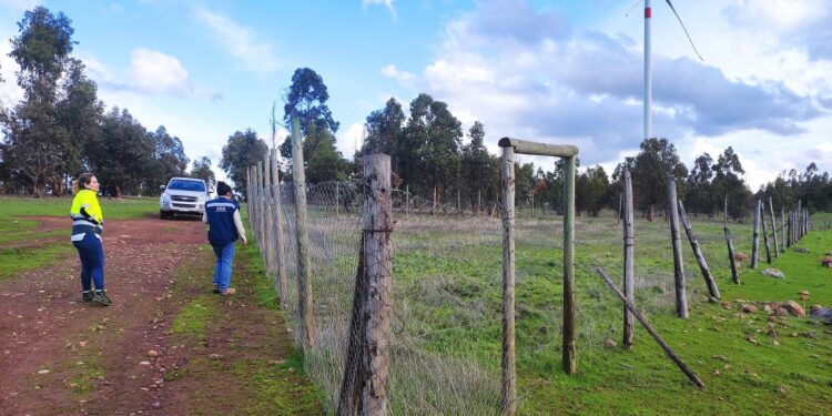 Cargos contra Parque Eólico La Estrella en O’Higgins por perjudicar a cóndores andinos.