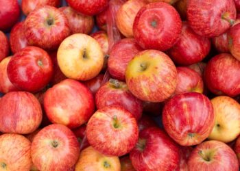 Certificación electrónica para el comercio agrícola en Chile.