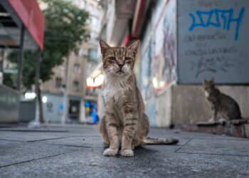 Indignación en Los Andes tras la detención de un hombre por cazar gatos de sus vecinos con trampas y carnadas.