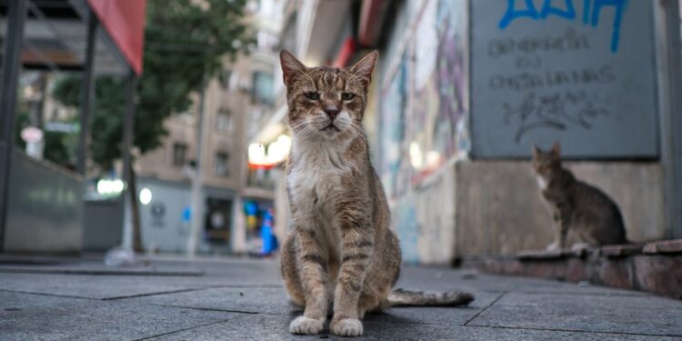 Indignación en Los Andes tras la detención de un hombre por cazar gatos de sus vecinos con trampas y carnadas.