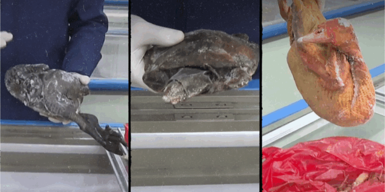 Patos, tortugas y ranas congeladas: cierran un centro comercial chino en Santiago por comercializar alimentos de alto riesgo.