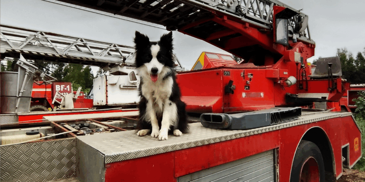 Merlín, el border collie de Talca que ha ganado el reconocimiento en la élite del rescate canino a nivel mundial.