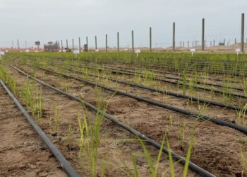 Menos fronteras naturales y nuevos retos en la agricultura chilena.