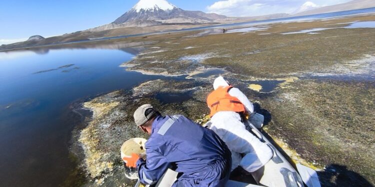 Aumentan los esfuerzos para extraer el aceite derramado en el lago Chungará tras el accidente en la ruta 11-CH en la región de Arica y Parinacota.