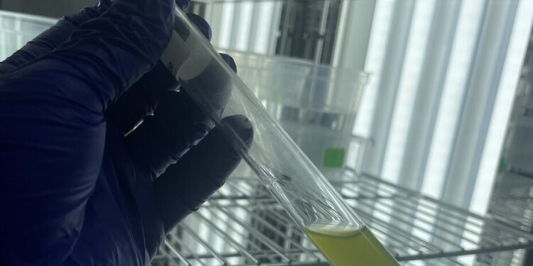 Estudio muestra que las nanopartículas de dióxido de titanio son tóxicas para las microalgas.