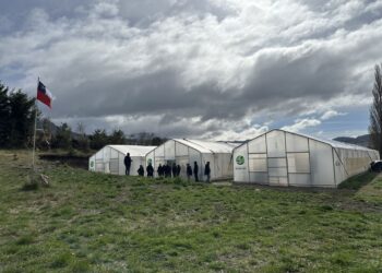 Epson y la Fundación Reforestemos cumplen cinco años reforestando la Patagonia chilena.