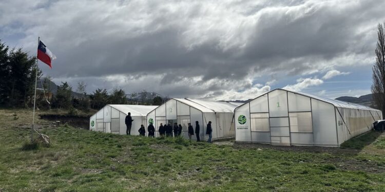 Epson y la Fundación Reforestemos cumplen cinco años reforestando la Patagonia chilena.