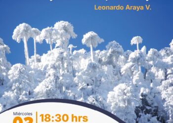 Libro muestra la belleza y el valor ecológico de la Araucaria