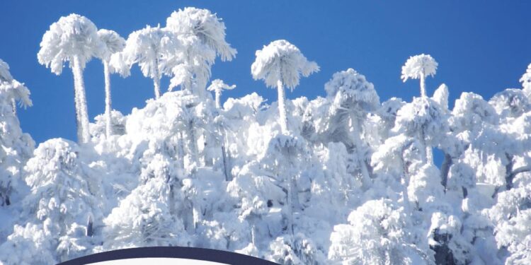 Libro muestra la belleza y el valor ecológico de la Araucaria