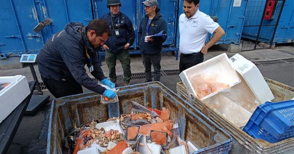 Llevan a cabo un gran operativo en el Terminal Pesquero por el robo de salmones.