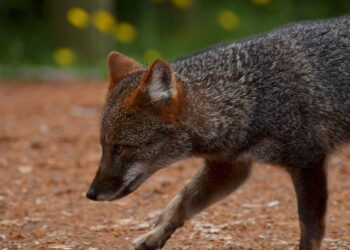 Chile lanza el Plan RECOGE para cuidar al zorro chilote.