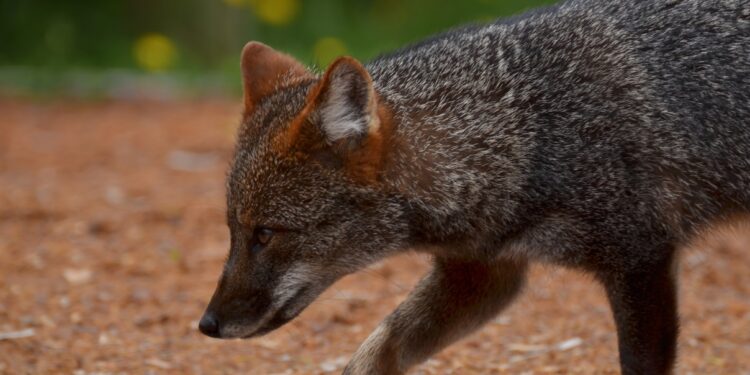 Chile lanza el Plan RECOGE para cuidar al zorro chilote.