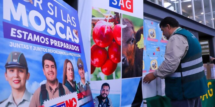 Minagri y el SAG inician campaña para prevenir la mosca de la fruta en Quinta Normal.