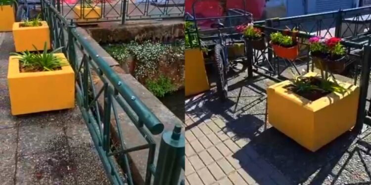 Descontento por el robo de plantas en un destacado paseo peatonal del centro de Los Ángeles.