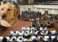 Cámara da luz verde a permiso laboral por fallecimiento de mascotas: el proyecto pasa al Senado.