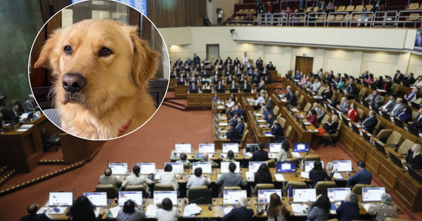 Cámara da luz verde a permiso laboral por fallecimiento de mascotas: el proyecto pasa al Senado.