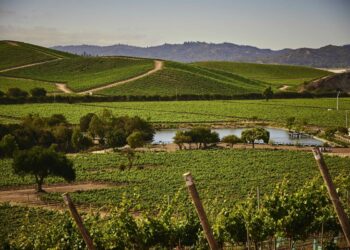 Casas del Bosque se posiciona nuevamente entre los 50 Mejores Viñedos.