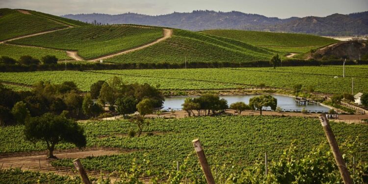 Casas del Bosque se posiciona nuevamente entre los 50 Mejores Viñedos.