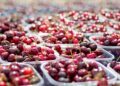 Brasil incinera más de una tonelada de cerezas chilenas debido a la presencia de plagas.