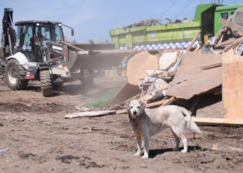 Tras los desalojos de ocupaciones, la Contraloría instruye a las municipalidades a prevenir el abandono de mascotas.