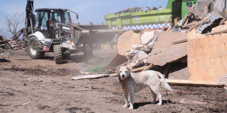 Tras los desalojos de ocupaciones, la Contraloría instruye a las municipalidades a prevenir el abandono de mascotas.