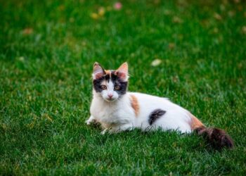 U. de Chile alerta sobre peligros ocultos de parásitos en mascotas.