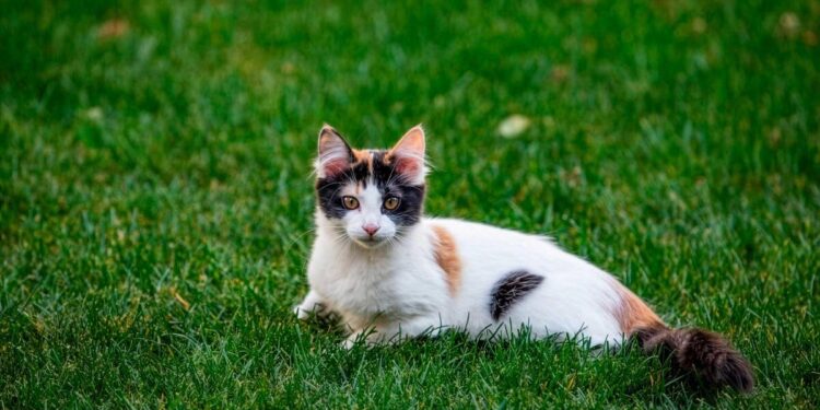 U. de Chile alerta sobre peligros ocultos de parásitos en mascotas.