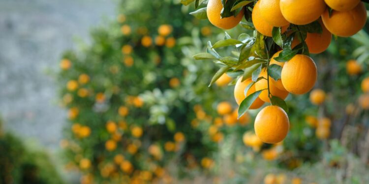 Chile vuelve a tener arancel cero para paltas, kiwis, naranjas y carne de vacuno en EE. UU.