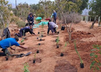 Conaf plantó 4 mil árboles y arbustos nativos en el Parque Urbano Natural La Ligua este año.