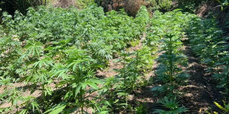 Operativo antidrogas desmantela cultivos ilegales en Rauco: se incautan más de 1.300 plantas de cannabis.