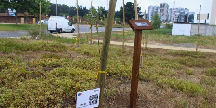 Restauran áreas verdes en Concón con árboles nativos y mobiliario inclusivo.