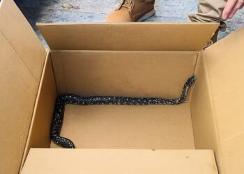 Serpiente se encuentra en el centro de Talca, lo que provoca un operativo municipal: es el segundo incidente en menos de un mes.