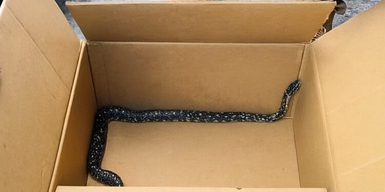 Serpiente se encuentra en el centro de Talca, lo que provoca un operativo municipal: es el segundo incidente en menos de un mes.