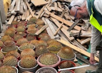 Conaf y PDI incautan 68 cactáceas de gran valor ecológico en Antofagasta.