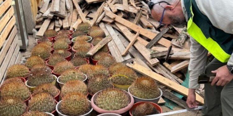 Conaf y PDI incautan 68 cactáceas de gran valor ecológico en Antofagasta.