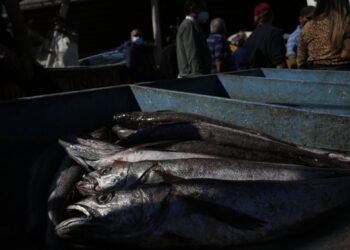 El Gobierno estableció la cuota de merluza común para el próximo año, que será un 15% inferior a la de 2025.