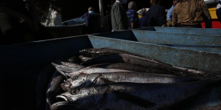 El Gobierno estableció la cuota de merluza común para el próximo año, que será un 15% inferior a la de 2025.