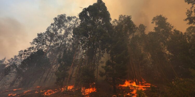 Desactivan la Alerta Roja y establecen Alerta Amarilla en Limache debido a incendio forestal: el siniestro sigue en combate.