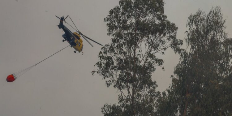 Apagaron incendio forestal que afectó 1 hectárea y llevó a declarar Alerta Roja en Olmué: no se registró amenaza para las viviendas.